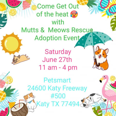 Summer Adopt Joy Love Adoption Event