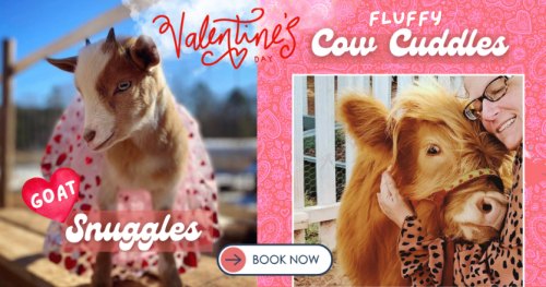 Cupcakes, Cows & Kisses at ROSE Therapeutic Farm