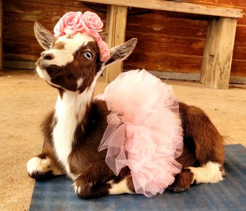 Goat Yoga at ROSE Therapeutic Farm