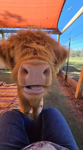 Private Cow Cuddles at ROSE Therapeutic Farm
