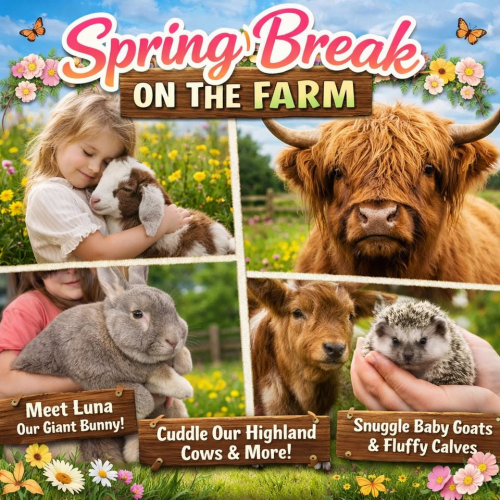 Spring Break Baby Goat & Calf Snuggle Season at ROSE Therapeutic Farm & Goat Yoga
