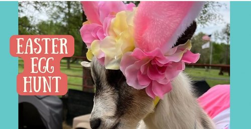 Easter Egg Hunting with GOATS!