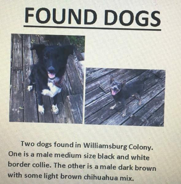 found black chihuahua